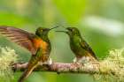 Ecuador-Guango. Buff-tailed coronet hummingbirds fighting. Art Print